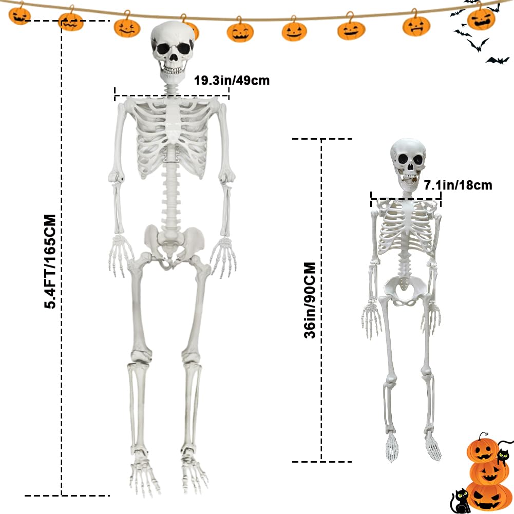 Life Size Skeleton with Movable Joints G728743