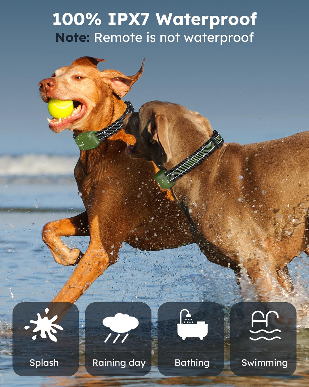 2 Dogs Shock Collar with Remote Z19310