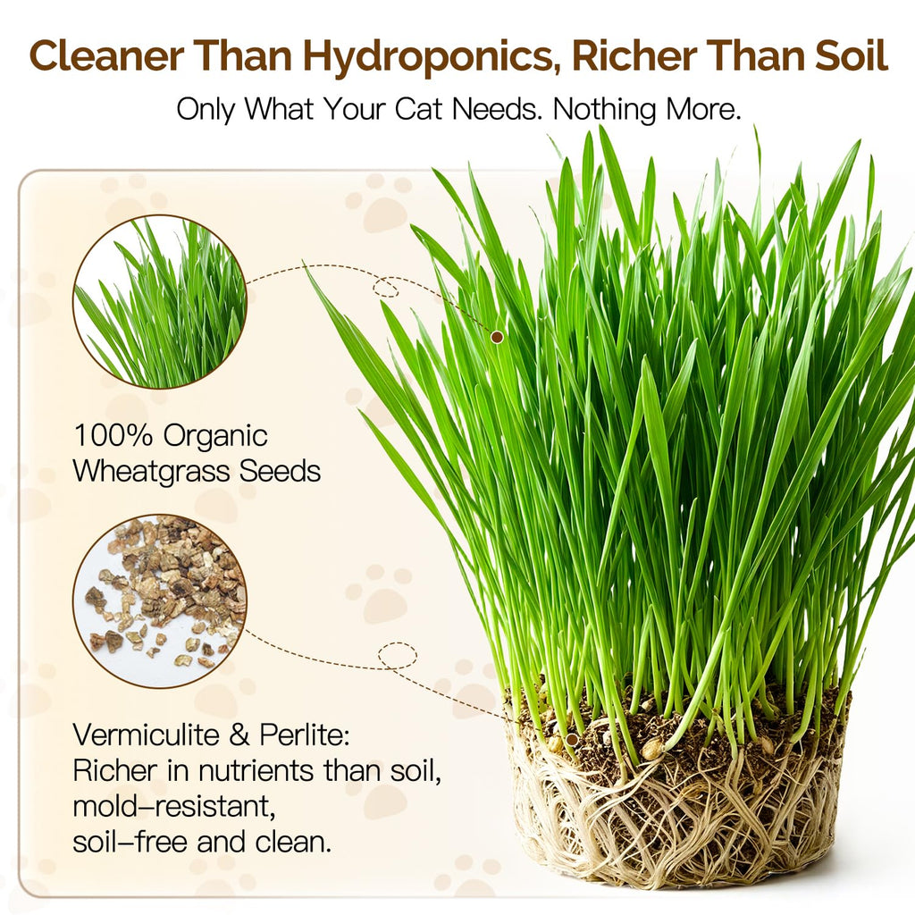 Cat Grass Kit 6 Cans Organic Wheat Seeds U17954