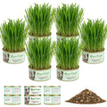 Cat Grass Kit 6 Cans Organic Wheat Seeds U17954