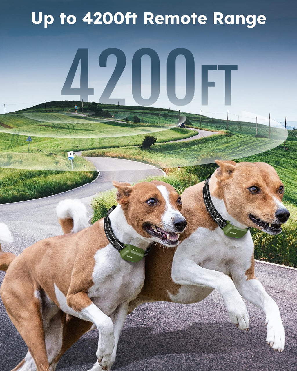2 Dogs Shock Collar with Remote Z19310